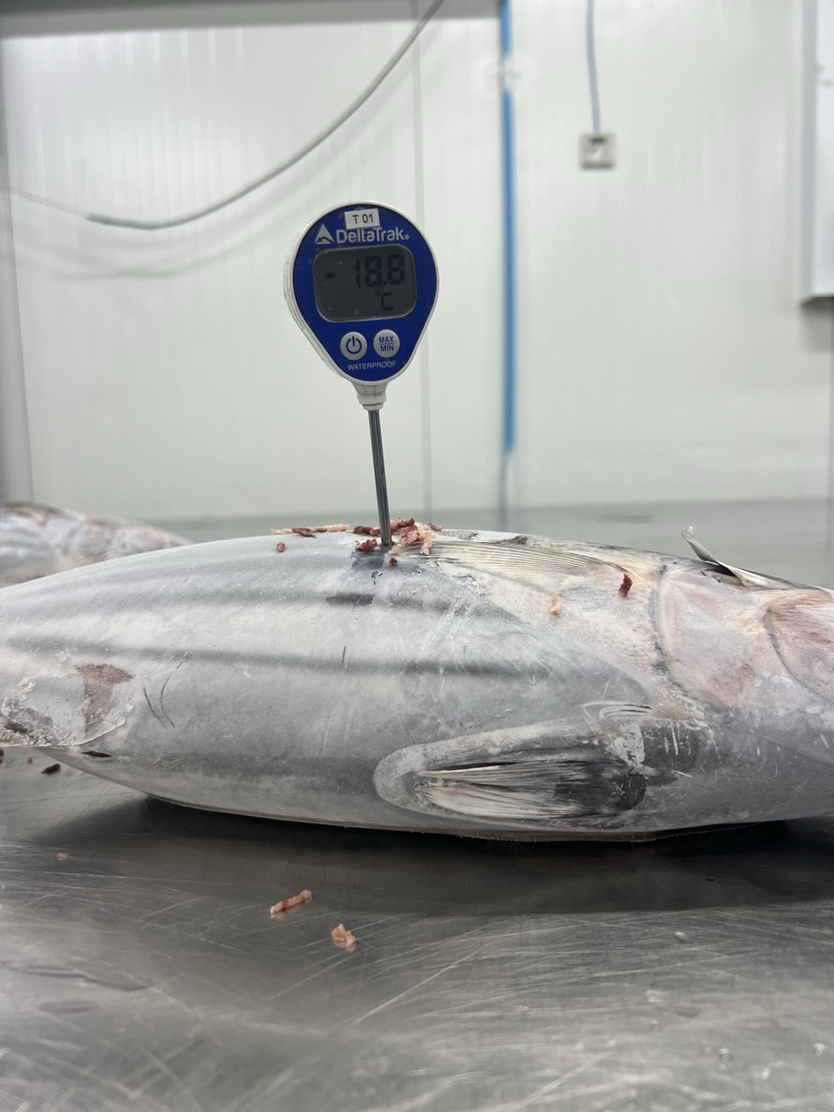 Quality Control - Temperature monitoring of premium tuna